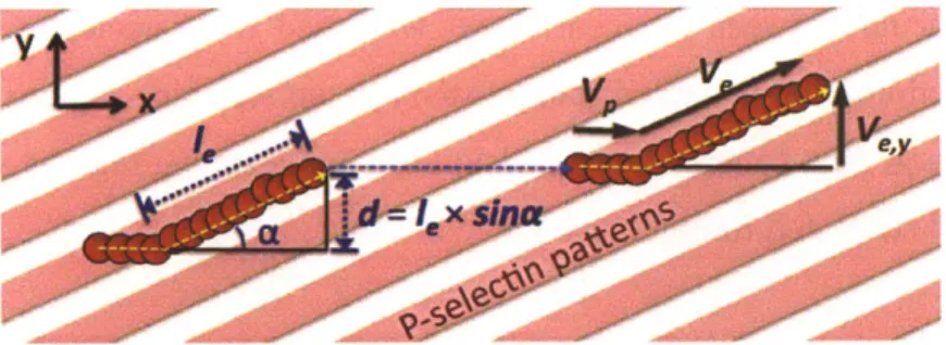 Figure 3-1  Illustration of a  typical  cell  rolling  trajectory along  the  receptor pattern inclined  an angle  (a) to  the fluid flow  direction