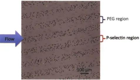 Figure 3-5  The  interaction of  HL60  cells  with  P-selectin/PEG  patterned substrate in the  flow  chamber