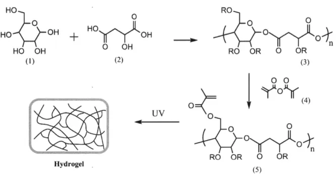 Figure  2.1.  General  synthetic  scheme  of  PGMma  hydrogel.  (1)  glucose,  (2)  malic  acid,  (3)  PGM,  (4) methacrylic  anhydride,  (5)  PGMma