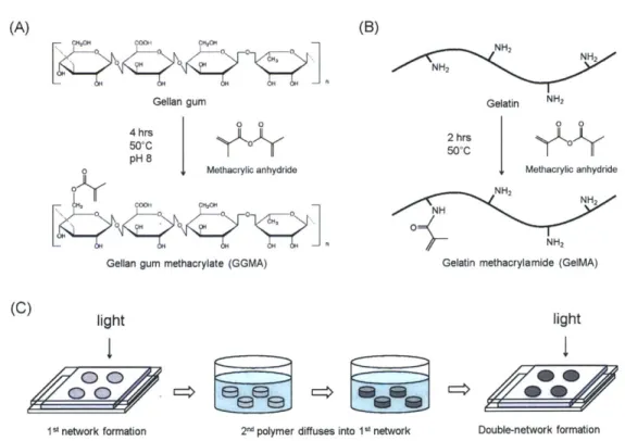 Figure  3.1.  Synthesis  scheme  of (A)  gellan  gum  methacrylate  (GGMA)  (pictured  as  above  for simplicity, although  methacrylic  anhydride  can  react  with  any  hydroxyl  group  in  gellan  gum)  and  (B)  gelatin