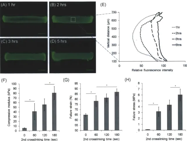 Figure  3.2.  Formation  of double-network  (DN)  hydrogels.  (A-D)  Diffusion  of  FITC-GeIMA  molecules  into GGMA  hydrogels  over time