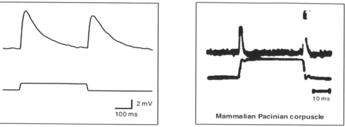 Figure  1.10  Comparison  of mechanoreceptor  potentials  in  C.  elegans touch receptor  neurons  (A)  and  mammalian Pacinian corpuscles  (B)  (Goodman,2004)