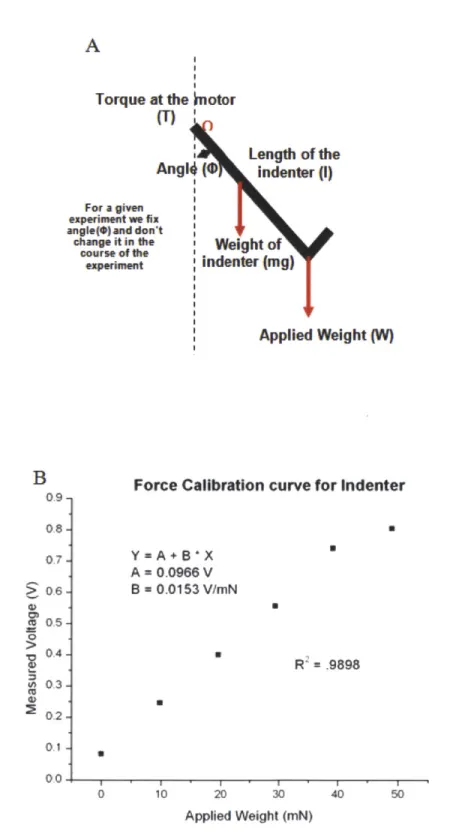 Figure  2.3  Force  Calibration  of the  indenter  (A)  shows  the  schematic  of the  inverted  indenter  tip used  to  derive  the force  calibration  constant  and (B)  shows calibration  plot of the measured voltage  vs