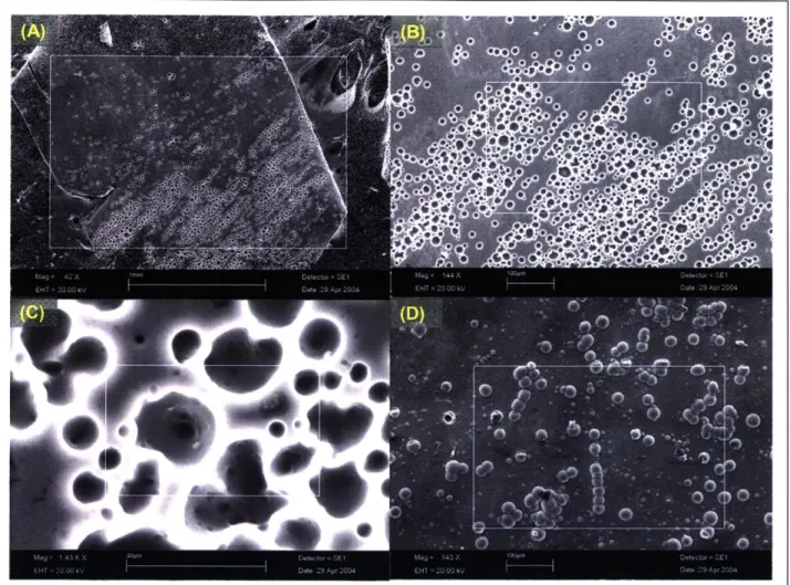Figure  3-18.  This  SEM  image  of the  film  grown  on  a  glassy  carbon  plate  (A)  of the electrode  surface  at  a magnification  of 42x  shows  a patterned  region  of pores  close  to  1 mm  wide