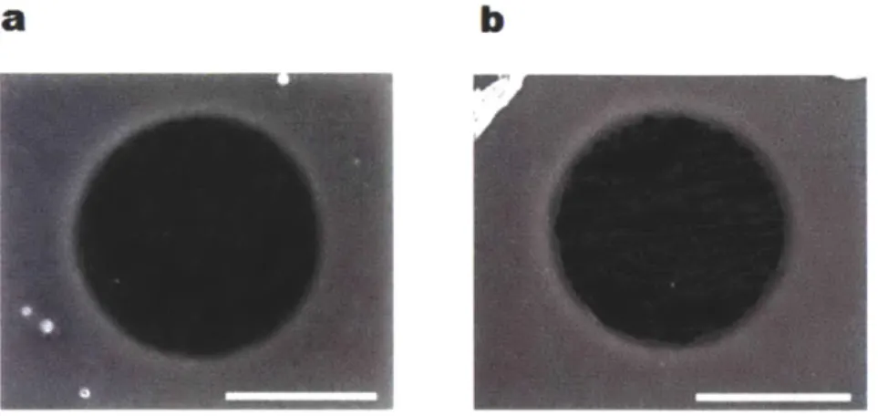 Figure  2.  3.  SEM  images  graphene  transferred  to  TEM  grids  (a)  without  hafnia deposition and  (b) with  40 cycles  of hafnia  deposition