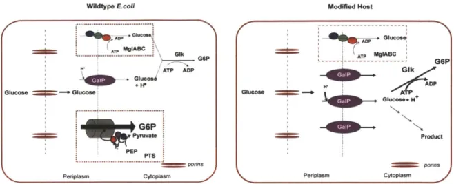 Figure  2-1|  Glycolytic uptake and  utilization in wildtype  E. coil and the modified  host