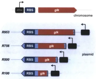 Figure  3-11  Schematic  of the inducible antisense  constructs.