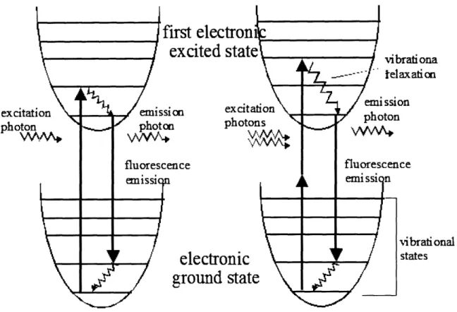 Fig.  1-1:  Electronic  energy diagram  for two-photon  excitation of fluorophores.  Left side is for typical  fluorescence  and  right  side  is  for  two-photon  fluorescence