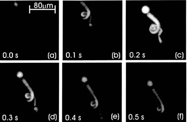 Fig.  2-4:  Stroboscopically  (11  frames/s)  recorded  movements  of Calcein-AM-labeled  blepharisma in an aqueous  environment