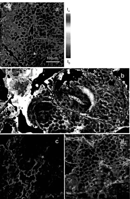 Fig.  2-8:  Visualization  of fluorescent  probe spatial  distribution  in the skin.  Selected regions  from the 4 mm2  total  skin  area scanned  are  shown  for (a)  RBHE  control,  (b) RBHE  oleic acid,  (c)  SRB control,  and  (d)  SRB  oleic  acid  ca