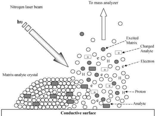 Figure  1.  Ionization  process  in  a  MALDI  time-of-flight  (TOF)  instrument.  The  matrix-analyte  crystal  is  bombarded  with  a  UV  laser  beam  that  excites  the  matrix,  which,  in  turn,  transfers  the  energy  to  the  analytes