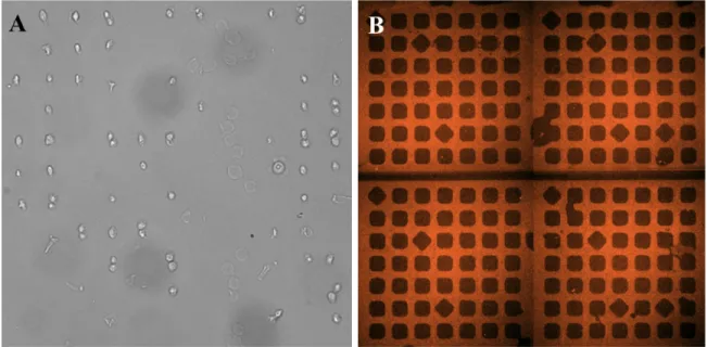 Figure 6. (A) Cells transferred from a PEG-g-PLL-coated PDMS stamp with 30 um well size to a PLL- PLL-coated glass slide in a metal clamp centrifuged at 1000 rpm (~200g) for 5 min