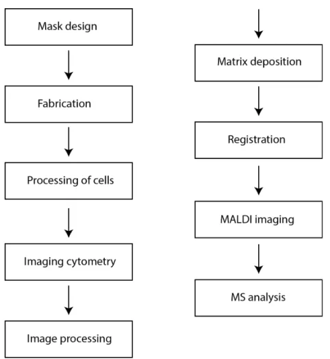 Figure 8. Workflow for on-chip cytometry with Si chips. 