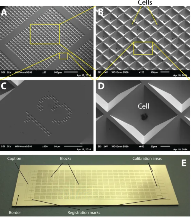 Figure 11. Fabricated Si chip. (A) Overview of a block of wells in SEM. (B) Close-up on multiple wells; 