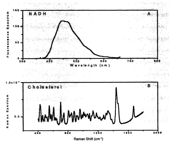 Figure  I11.3.  Comparison  of Raman  and fluorescence  spectra.