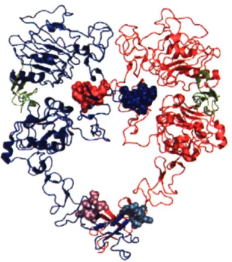 Figure  11.1  - EGFR  epitopes  dimerization.