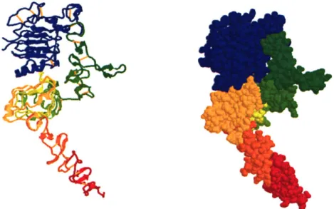 Figure  1.3  - Crystal  structure  of HER2.  Blue,  domain  I. Green  domain  11.  Yellow domain  l1l