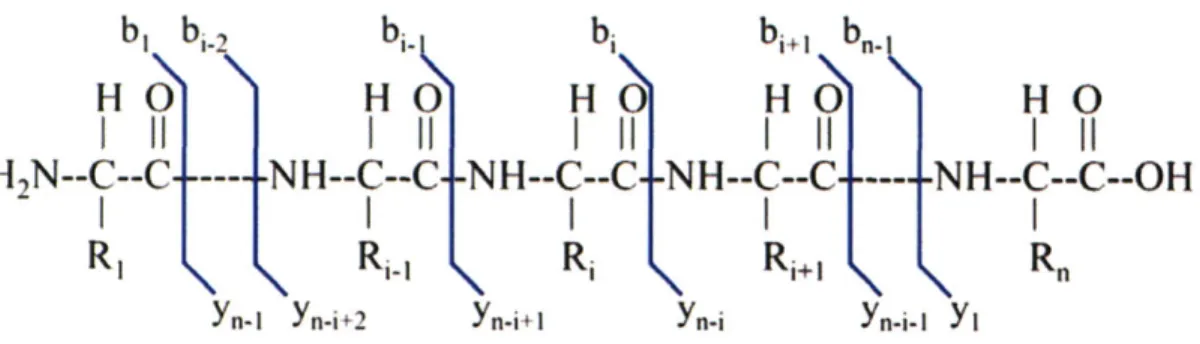 Figure  1.6  - b and  y ions.  As  a result  of CAD  peptides  are  fragmented  into  b and  y ions  by cleavage of the bonds between  carbonyl oxygen and the amide  nitrogen atoms.