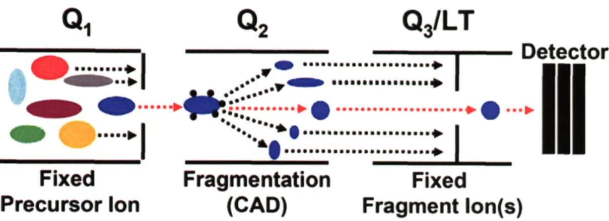 Figure  l.8  - SRMIMRM  Method  Schematic.  Multiple  ions  enter  01,  but  only  one/several  are passed  to  Q 2  for CAD