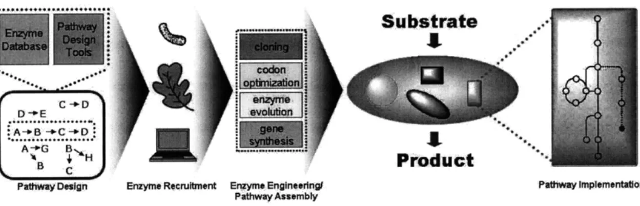 Figure  2.1:  Overall  scheme  for  metabolic  pathway  creation.  The  creation  process  includes  protein-level recruitment  and reengineering  of enzymes  and pathway-level  efforts to  design and assemble  these enzymes