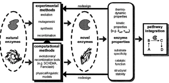 Figure  2.2:  Flowchart  for  the  creation  of new  enzymes  with  experimental  techniques  and computational tools