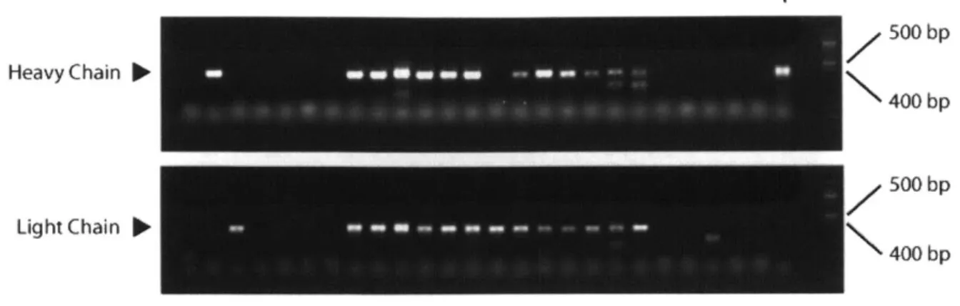 Figure 3.8:  RT-PCR amplification  of heavy  and light  chain variable genes  from  primary B cells.