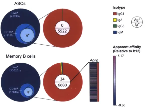 Figure 4.3:  Integrated analysis  of humoral responses  from ASCs  and memory  B  cells  of  an HIV-infected  patient.