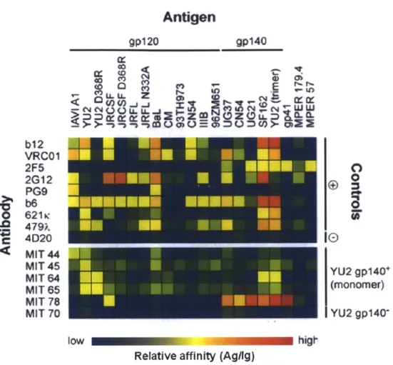 Figure 4.4:  Validation  of  antibodies  identified  as  HIV-1  Env-specific.