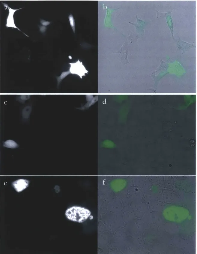Figure  1.  HEK293FT  cells  expressing  miniSOG  constructs.  Fluorescence  and  bright  field  images  of cells  transfected  with  75nm  of 1x-miniSOG  DNA  (a,  b),  12ng  of miniSOG  (c,d),  and  75ng  of  6x-miniSOG  (e,f)
