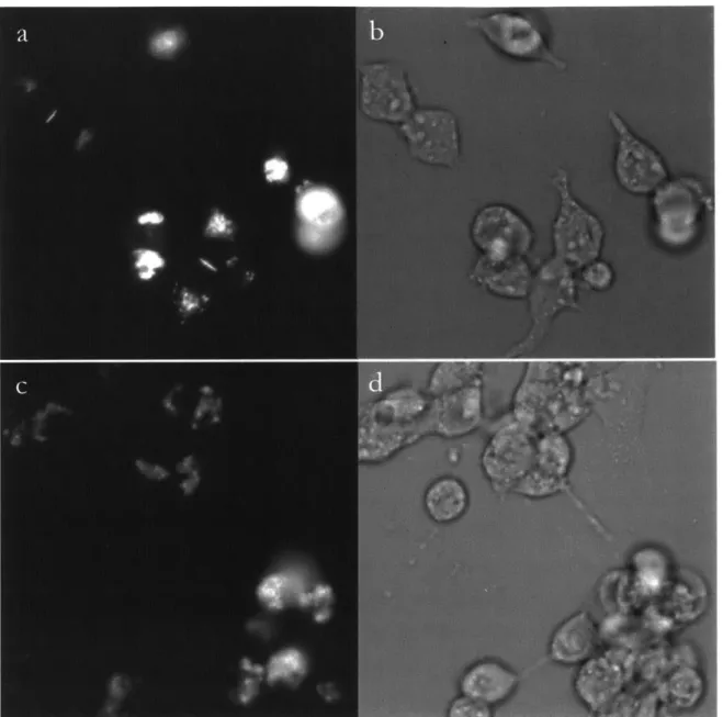 Figure  2.  HEK293FT  cells  expressing  fusions  with  connexin43.  Fluorescence  and  bright  field images of cells  transfected  with  connexin43-EGFP  (a,b)  and  connexin43-lx-miniSOG  (c,d).
