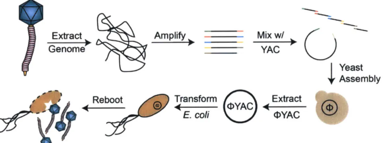 Figure  3-2:  Overview  of  yeast  assembly  for  phage  genome  reconstruction: