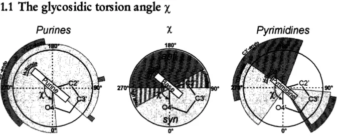 Figure  2  shows  the  angle  distribution  for  the  different  nucleotides  within  the  large  ribosomal subunit  [2]