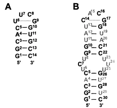 Figure  6: Priny  satine  and seorndary  s  uaum ef  the  14-nt (  and dx  30-nt RNA  (B)