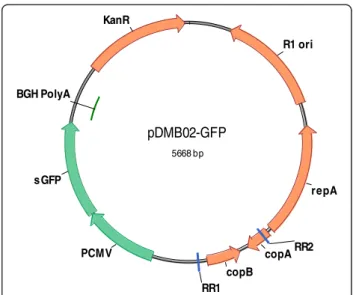 Figure 1 Feature map of pDMB02-GFP. DNA vaccine vector features: Kanamycin resistance marker (KanR), human cytomegalovirus immediate-early promoter/enhancer (PCMV), superfolding GFP gene (sGFP), bovine growth hormone