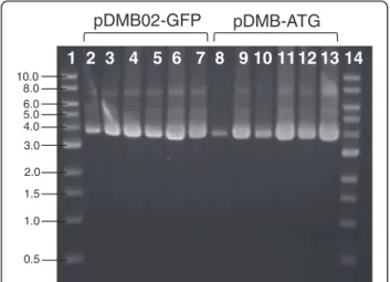 Figure 7 Plasmid DNA quality assessment. Agarose gel electrophoresis of pDMB02-GFP and pDMB-ATG produced in DH5 α with and without a mid-exponential phase temperature shift from 30°C to 42°C