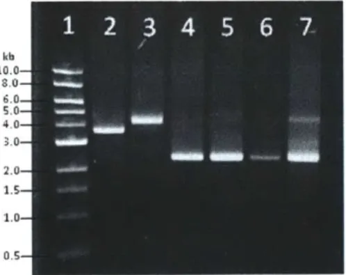 Figure  2-4.  Agarose  gel  electrophoresis of plasmid DNA  produced  by the microreactors and  bench-scale bioreactors