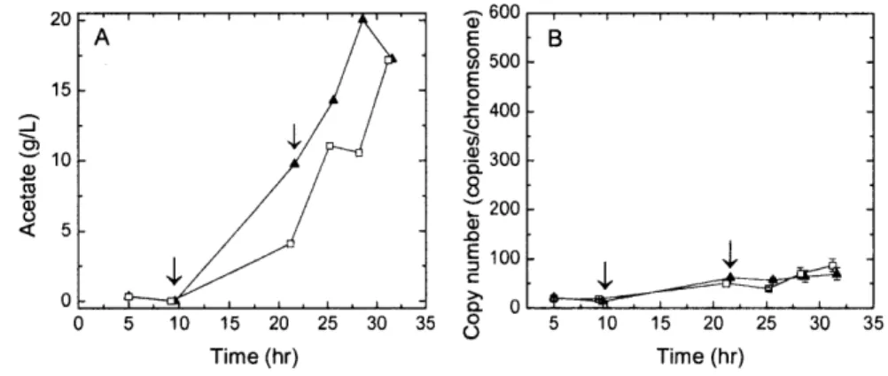 Figure  2-7.  (A)  Acetate  and  (B) plasmid  copy number  profiles from  microbioreactor  runs at  a feed  rate  of 3.1 g glycerol/L/hr with  air only  (A)  or  a maximum  of 50% oxygen  (l)  in the  inlet gas