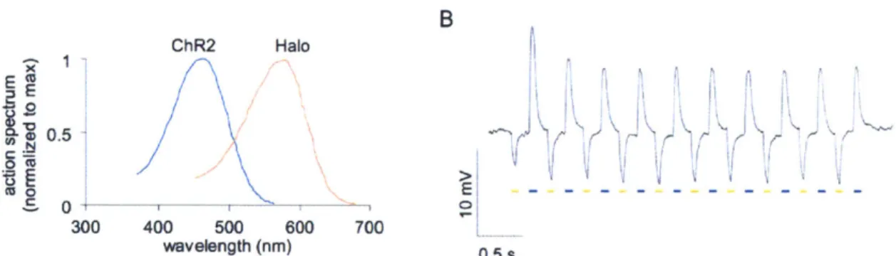 Figure 3  1 Single-cell  bidirectional signaling  using  stoichiometric  co-
