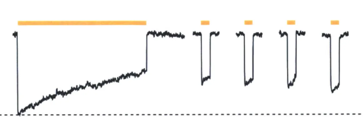 Figure 5  1 Halo  inactivation during sustained  periods of illumination.  Time- Time-course  of Halo-mediated hyperpolarizations  in a representative  current-clamped hippocampal  neuron during  15  seconds of continuous  yellow  light, followed  by four 