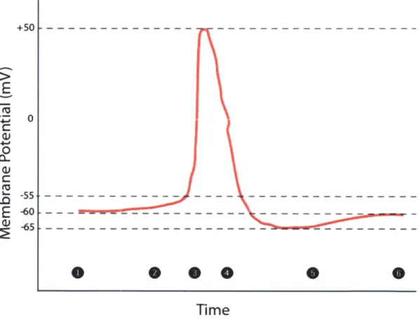 Figure 1 | A Neuron  Action  Potential. (1) Neuron  in its resting  state.