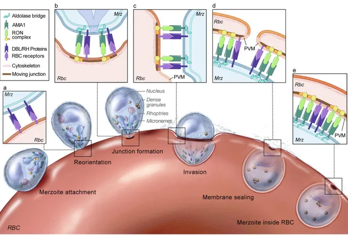 Figure 1-3. Overview of the red blood cell invasion process. Merozoites (Mrz) initially attach to the red blood cell  (RBC) surface in any orientation through low-affinity interactions