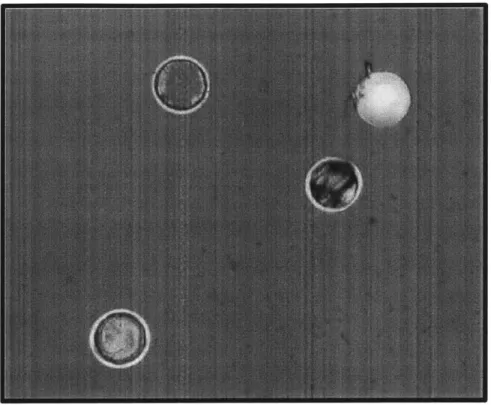 Figure  3-2  shows  some  of these  pills that  have been dispensed  on  a  glass  slide