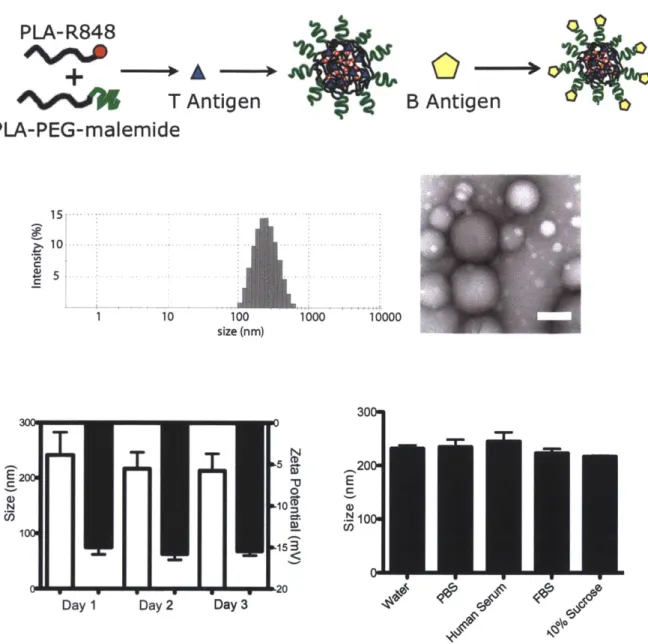 Figure  2.4  Nanoparticle  schematic  demonstrates  the  integration  of  polymer conjugates