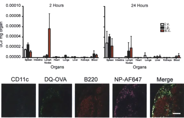Figure  2.8  (Top) Injection  of 0.06  uCi of nanoparticles  through  different  routes  of administration:  intravenous,  intraperitoneal,  and  subcutaneous