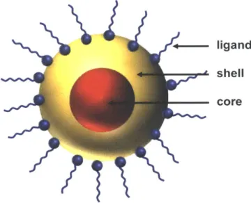 Figure  1.2  A  cutaway  schematic  of a quantum dot showing  the core,  shell, and  ligands.