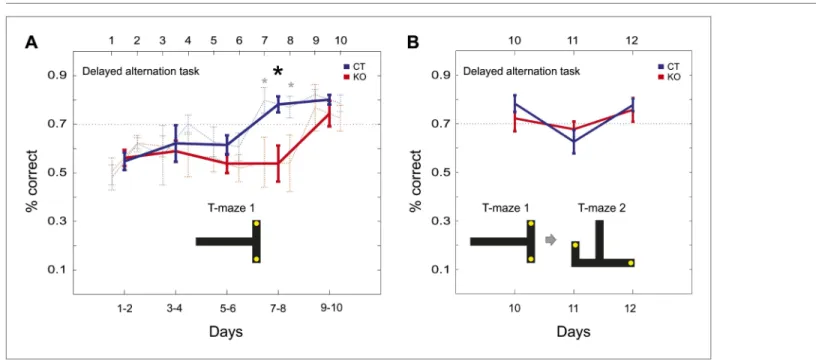 Figure 6. Behavioral performance of CT and KO mice in a T-maze alternation task. (A) Performance in the alternation task over the 10 days of training  on the first T-maze configuration (T-maze 1; 70% is the performance criterion for learning)