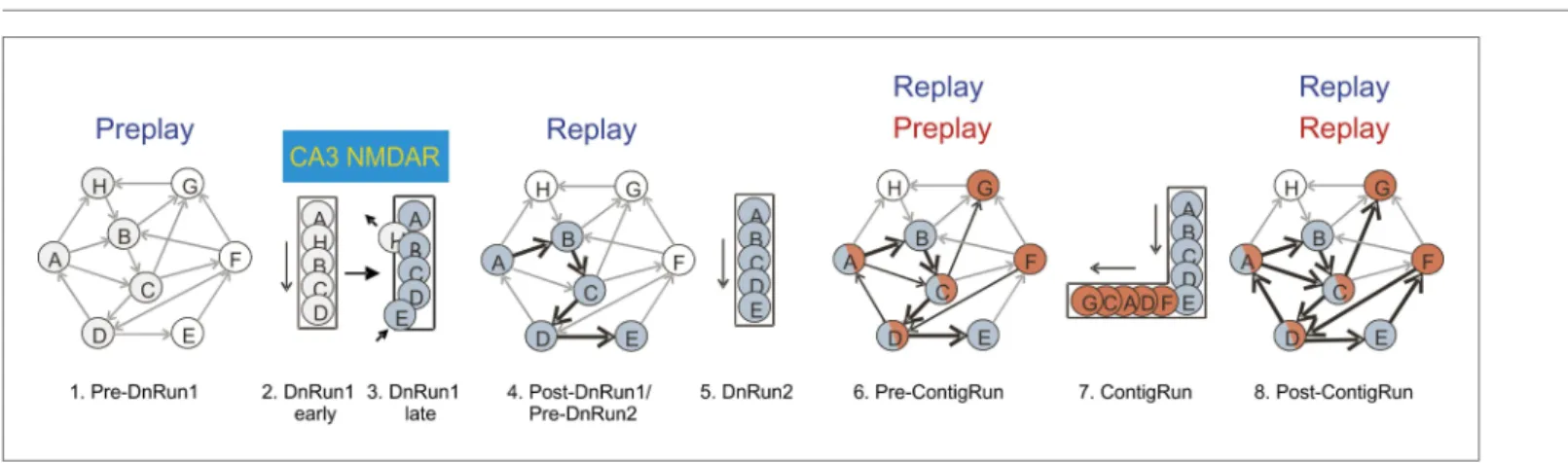 Figure 7. Cartoon model of the internal representation of novel experiences based on the organization of neurons in cellular assemblies