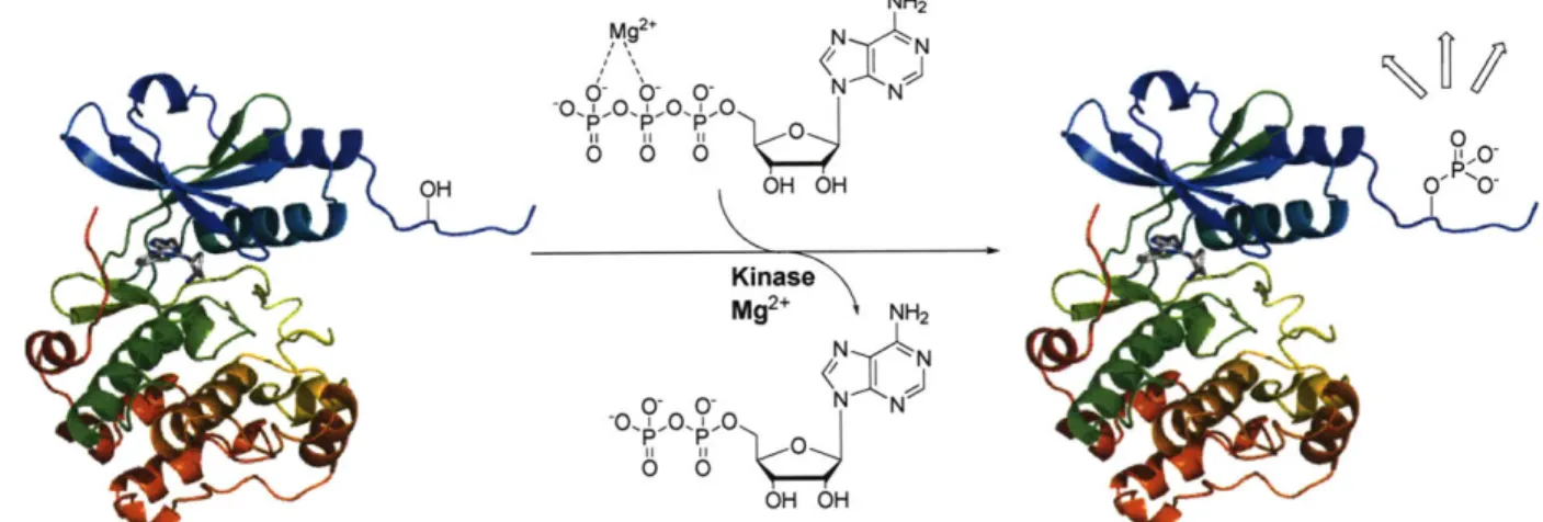 Figure  1-1.  General  scheme  of kinase-catalyzed  phosphoryl  transfer.  Hydrolysis  occurs  in the presence  of  Mg 2 + ,  which  is  coordinated  to  the  3 and  y  phosphates  of  ATP