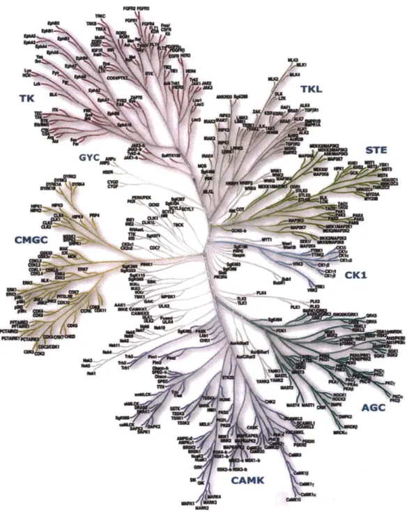 Figure  1-2.  To  date,  the  human  kinome  encompases  518  Ser/Thr  and  Tyr kinases  divided  in  9 major  classes