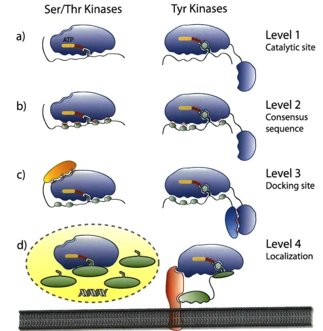 Figure 1-5.  Strategies  that protein kinases  employ  to gain specificity  in vivo.  a) The  first level of specificity  is  found  at the  catalytic  site,  which  can  generally  accomodate  either  Ser/Thr  or  Tyr side chains